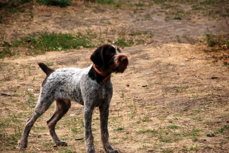 Немецкая жесткошерстная легавая дратхаар