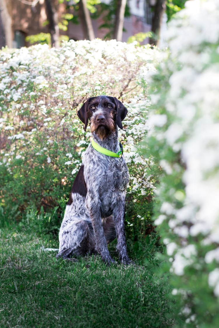 Немецкая овчарка дратхаар