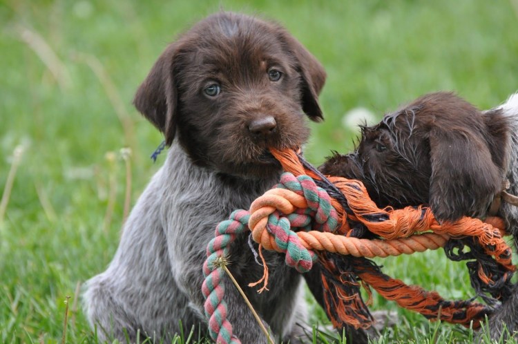 Дратхаар собака