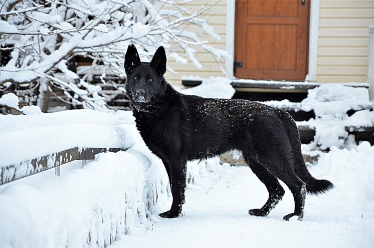 Щенки Восточно европейской овчарки фото по возрасту