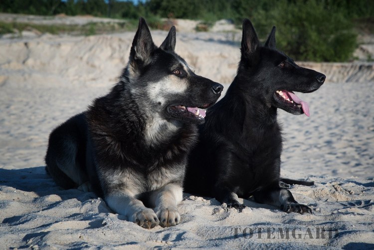 Восточно Сибирская овчарка