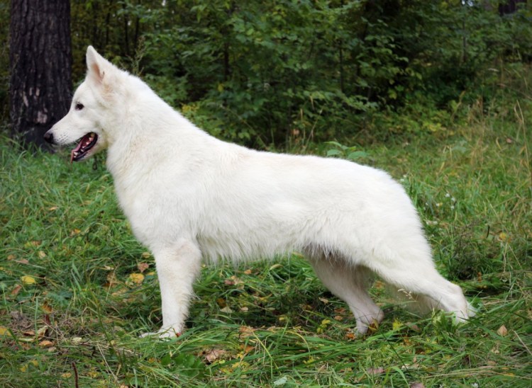 Сибирская овчарка белая