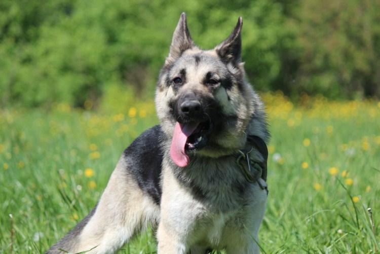 Восточно Сибирская овчарка