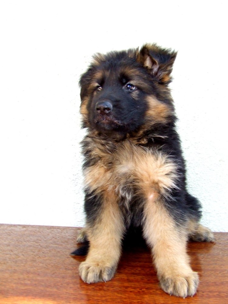 Немецкая овчарка новой Сибири