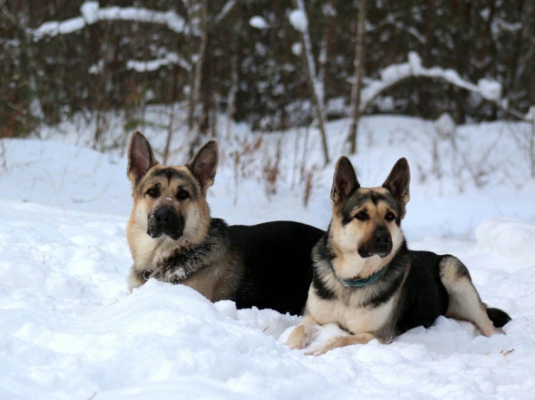 Хаски Аляскинский метис