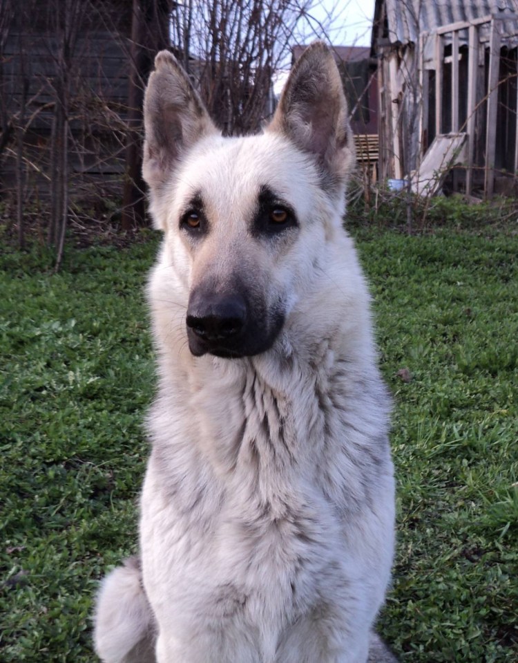 Черный хаски агути