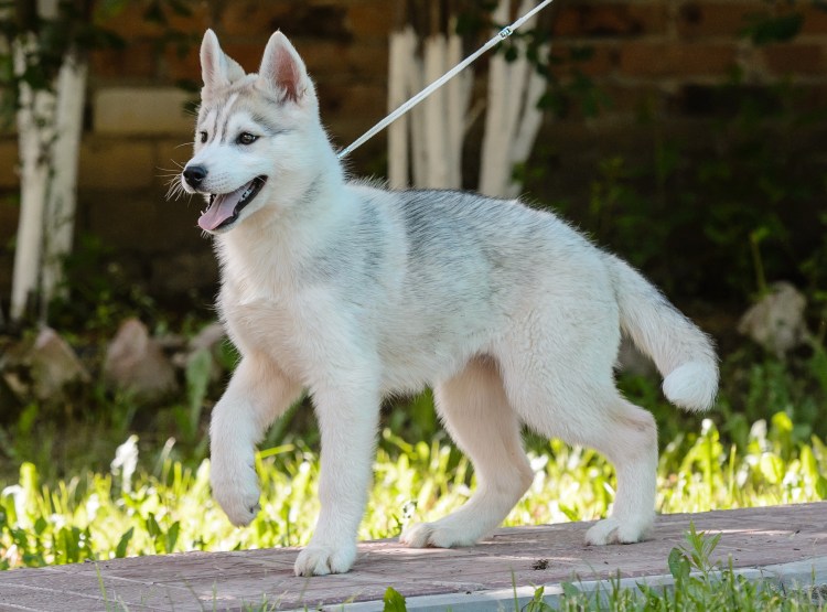 Сибирская хаски с овчаркой