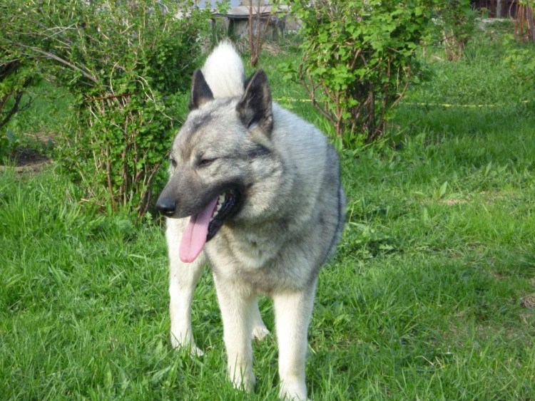 Немецкая овчарка гера