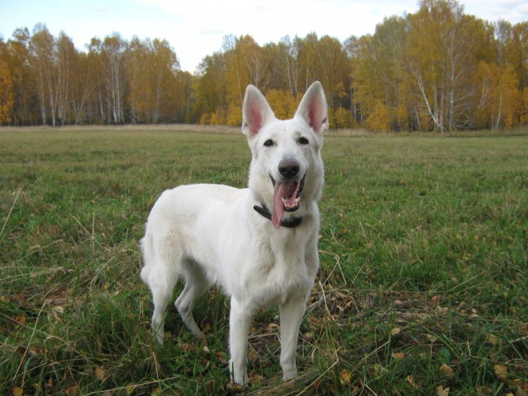 Восточно сибирсска ЯЕВРОПЕЙСКАЯ овчарка