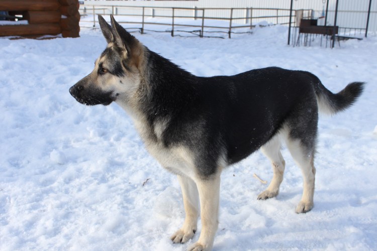 Черная румынская овчарка