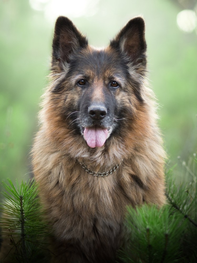 Шилонская овчарка