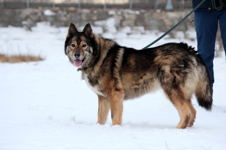 Западно Сибирская овчарка