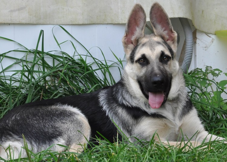 Симбирская овчарка