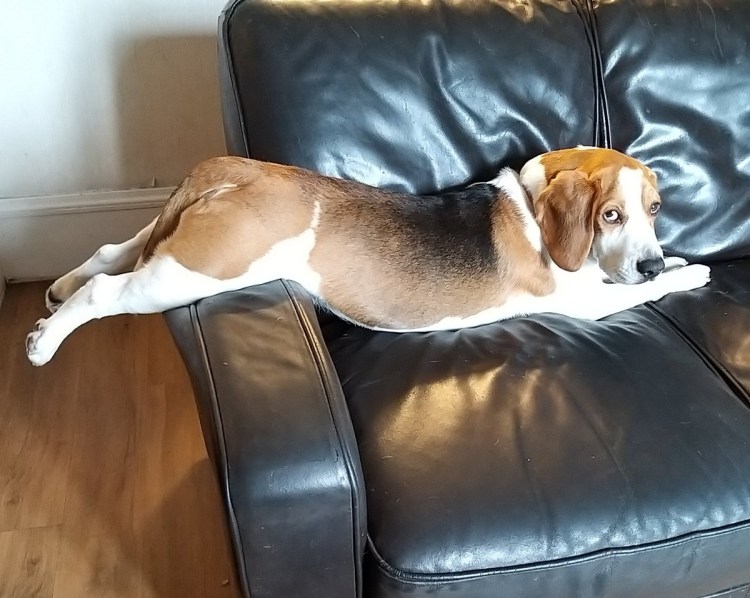 Бигль Арлекин