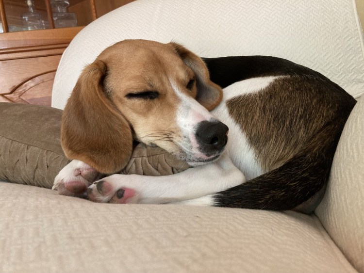 Бигль доктор