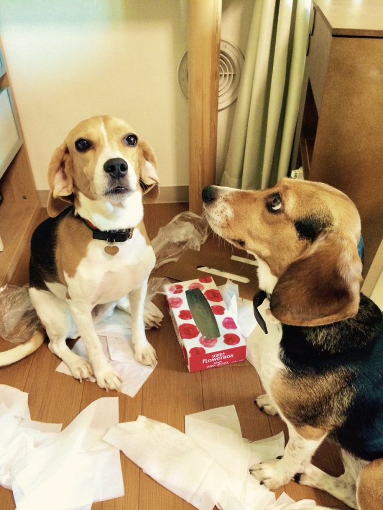 Бигль много