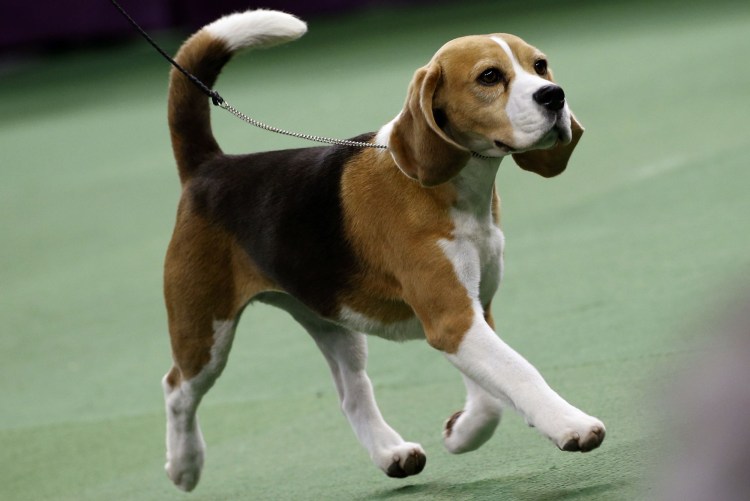 Бигль переросток