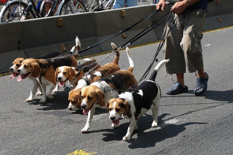 Бигль харьер