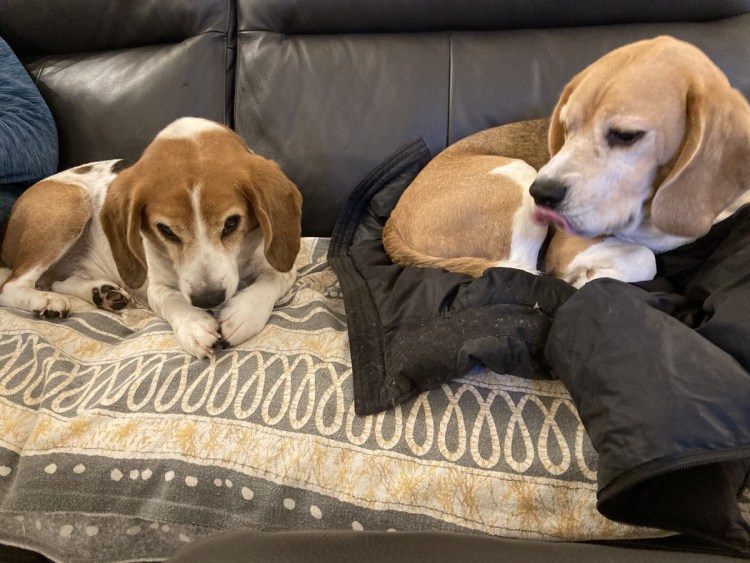 Бигль служебная собака