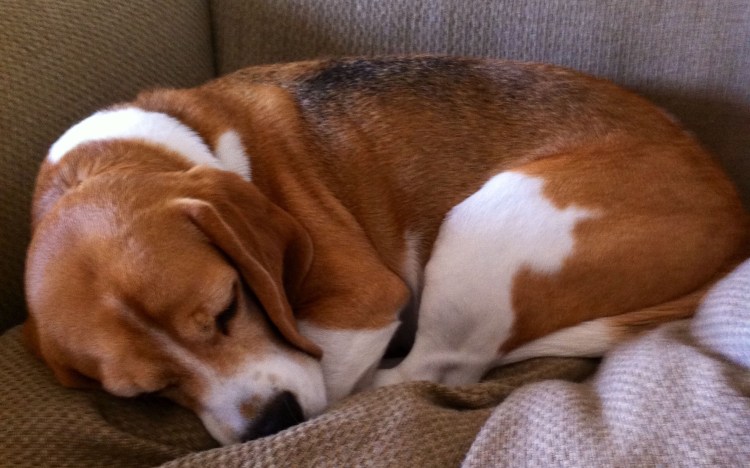 Бигль харьер собака