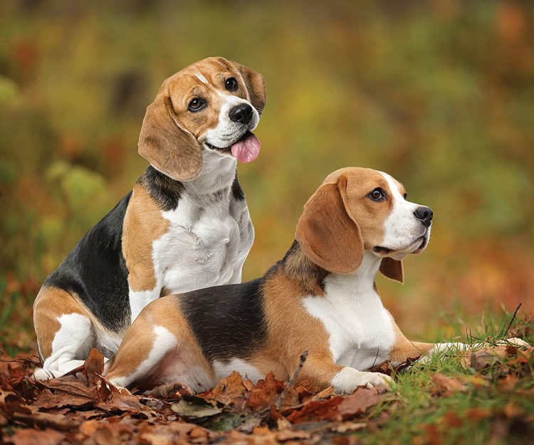 Louis Basset художник