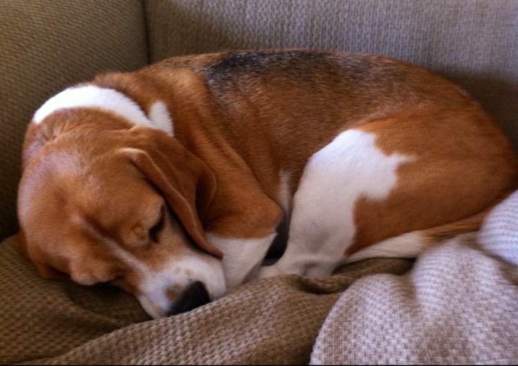 Бигль щенок