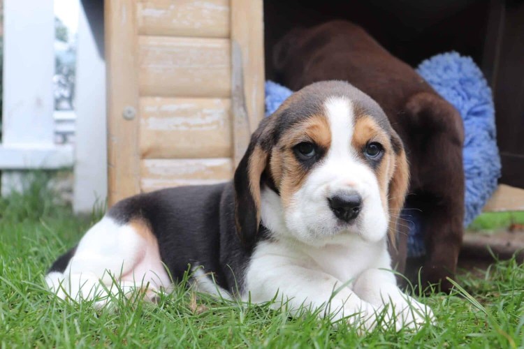 Бигль у речки