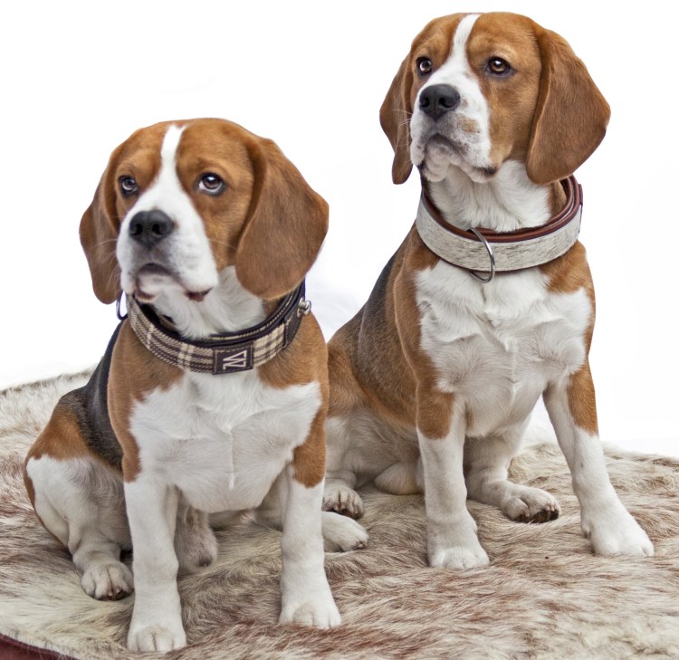 Бигль референсы