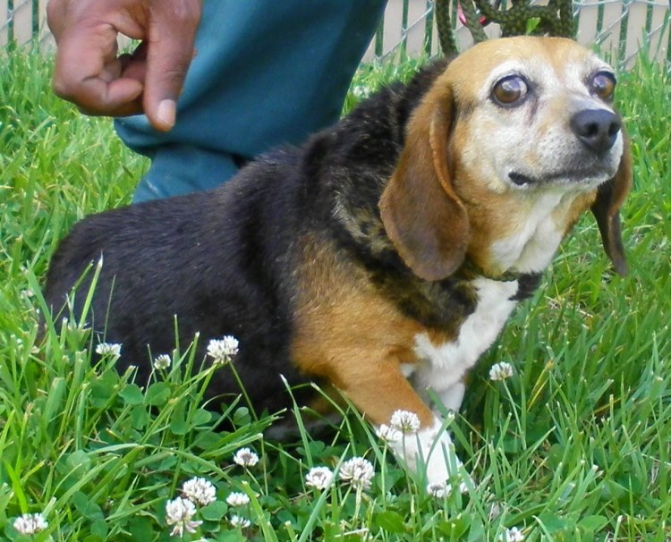 Бигль Ягудину