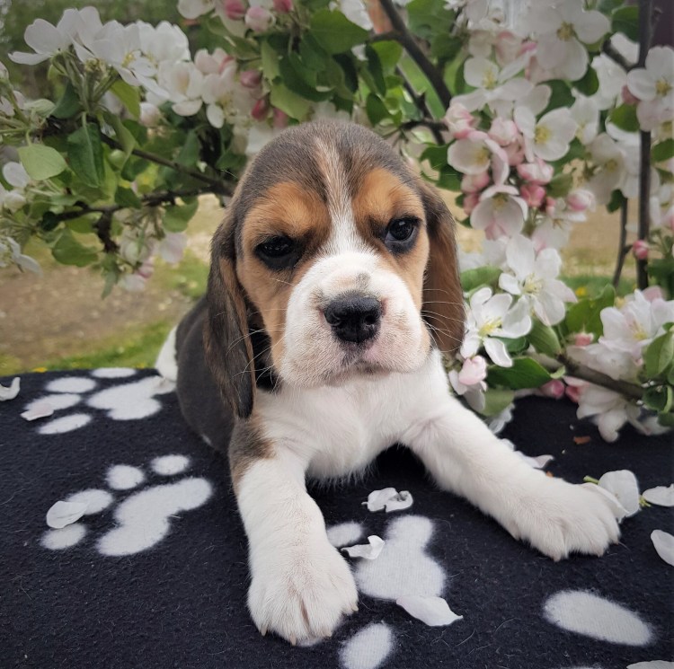 Мягкая собака Бигль