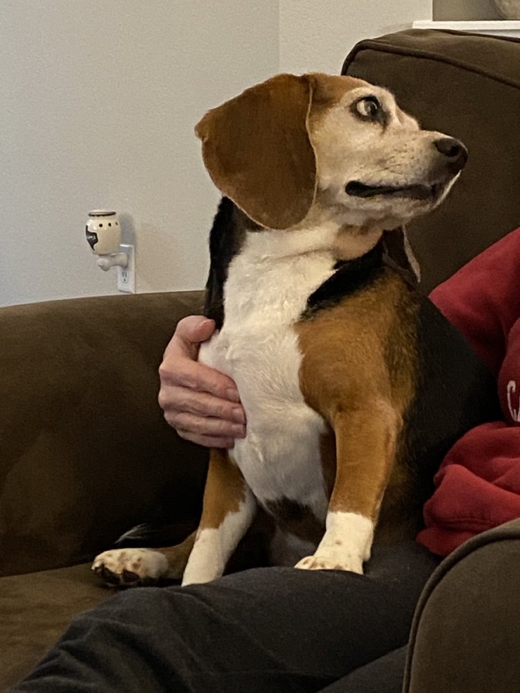 Бигль с золотой цепью