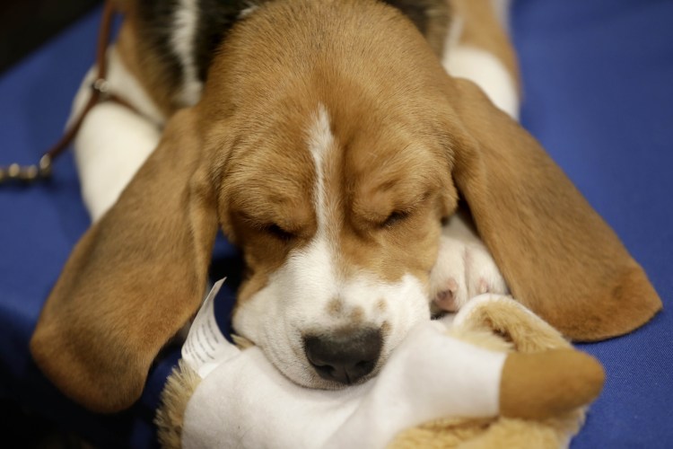 Бигль смешные видео