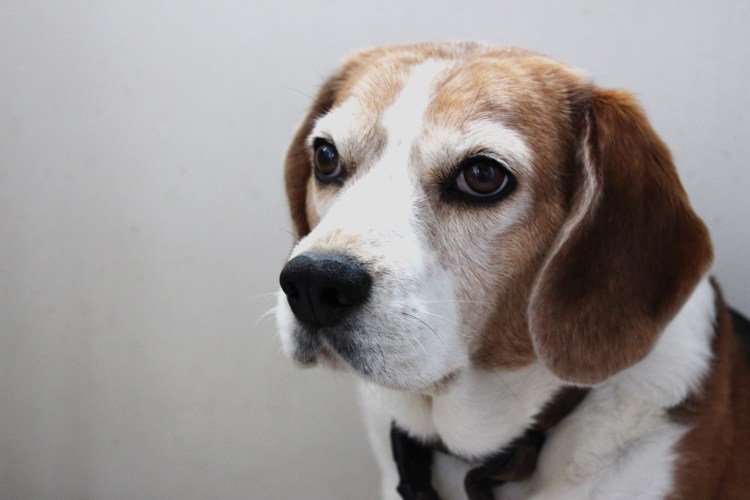 Порода Бигль