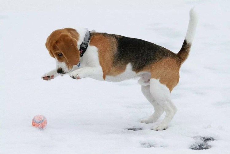 Бигль терьер гладкошерстный