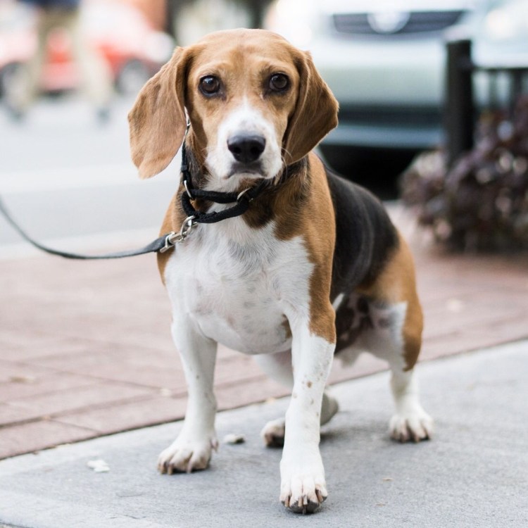 Отучить собаку лаять