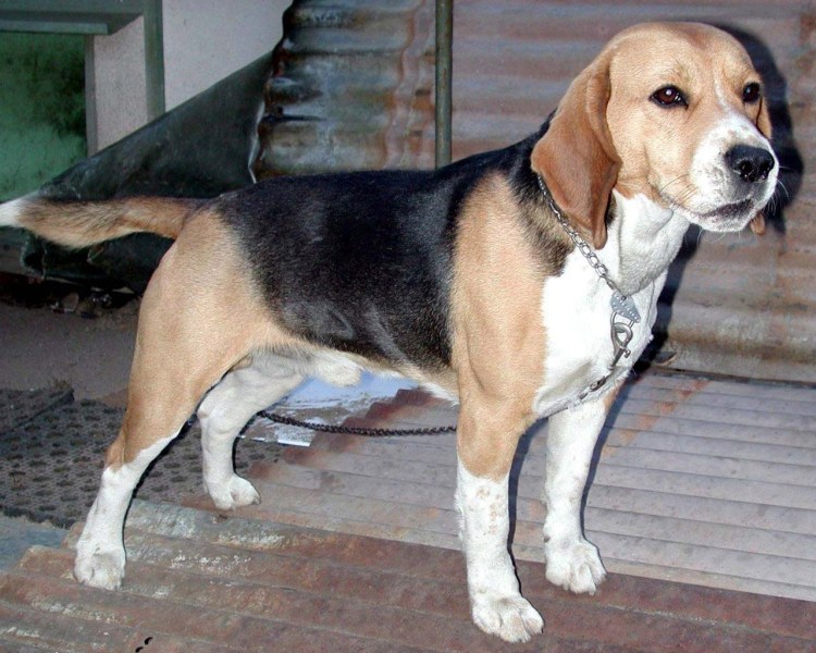 Бигль порода Бигль