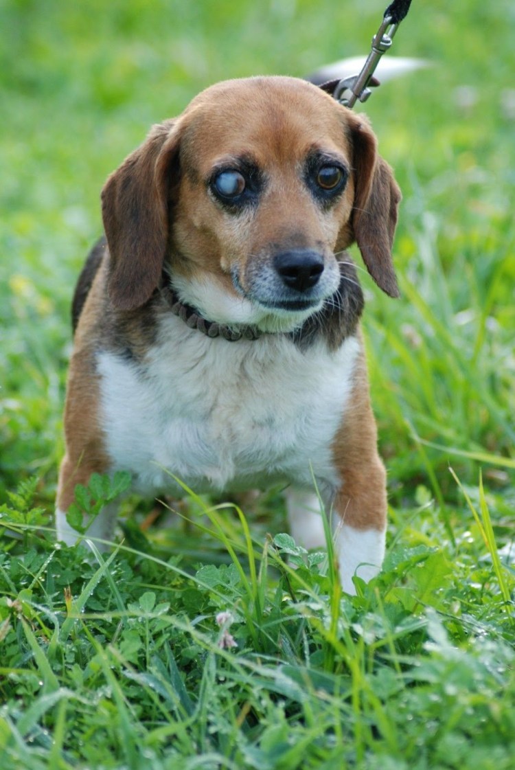 Бигль симпатичный