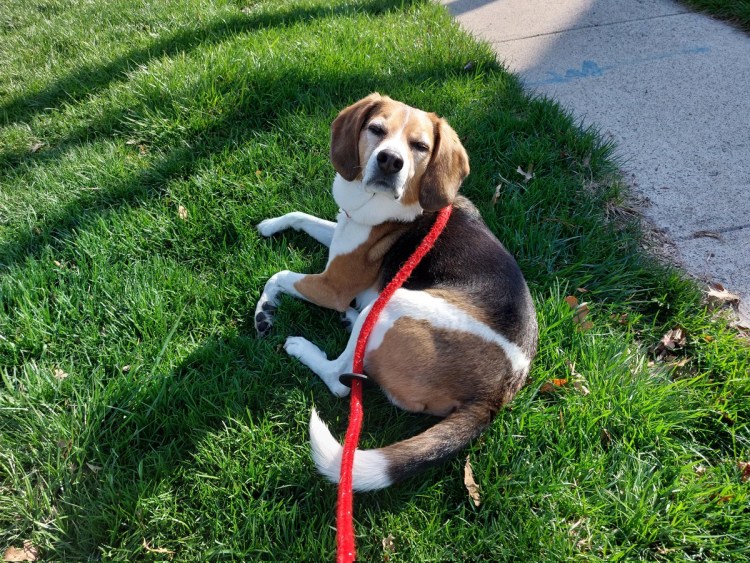 Бигль с ребенком на диване