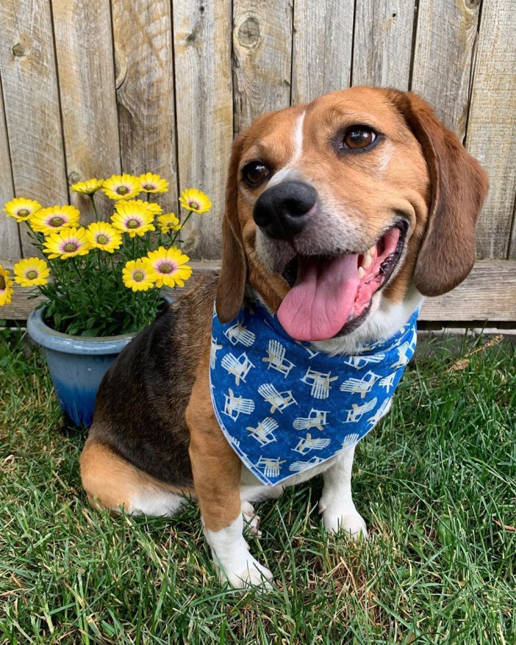 Бигль и кокер спаниель