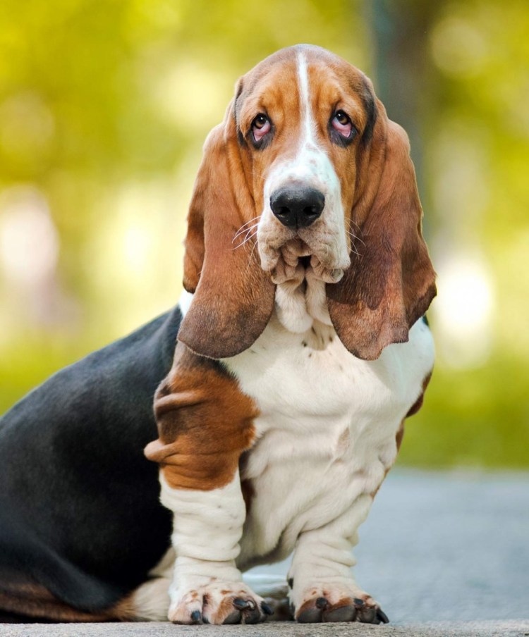 Бассет американский хаунд
