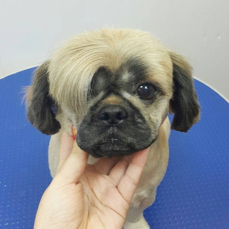 Бульдог и Пекинес