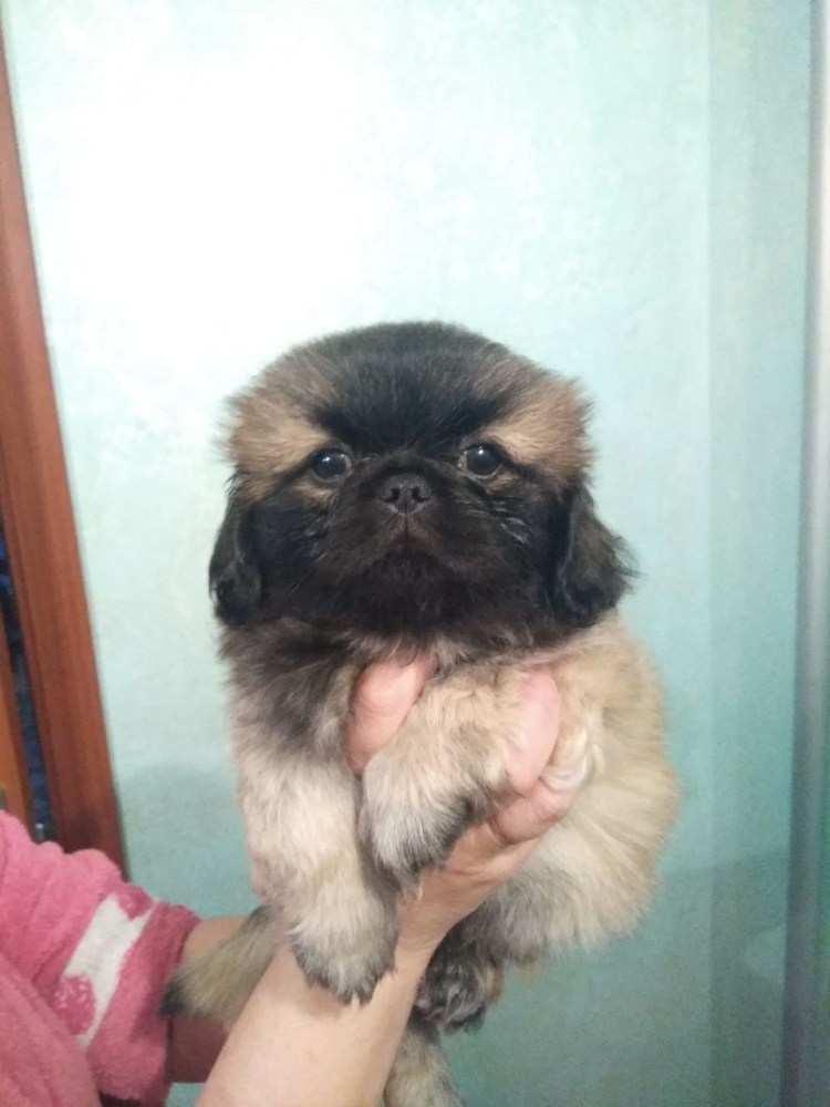 Помесь пекинеса и Хина