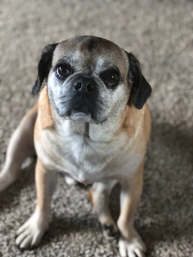 Щенки метисы Мопс Джек Рассел Новорожденные