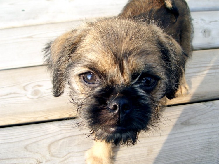 Метис МОПСА И пекинеса