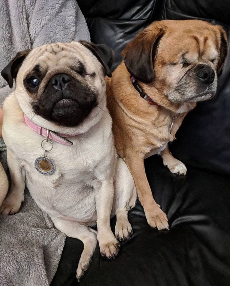 Метис таксы и пекинеса