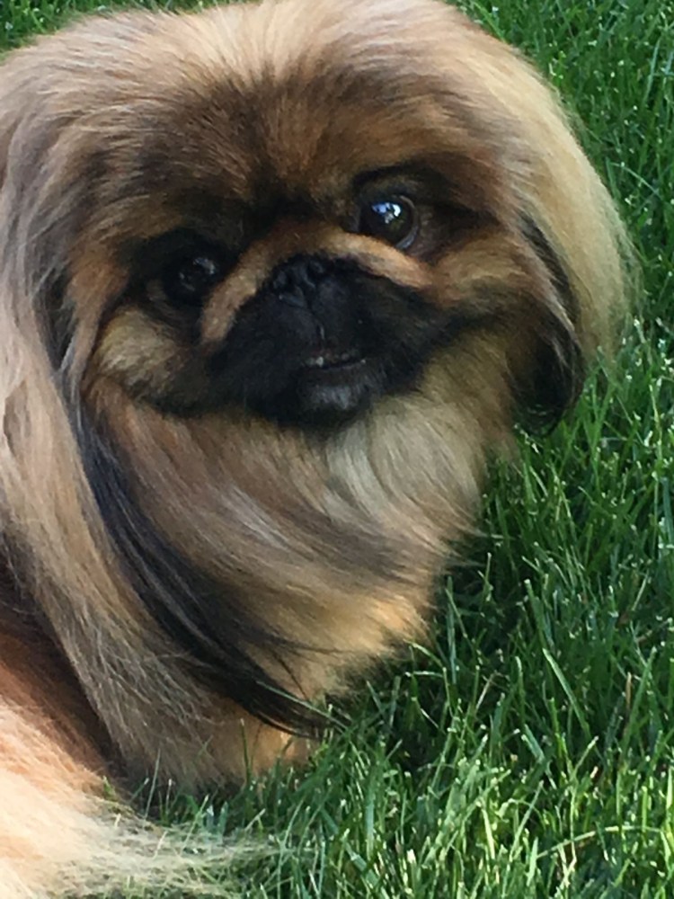 Китайский Мопс