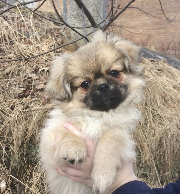 Мопс и Пекинес