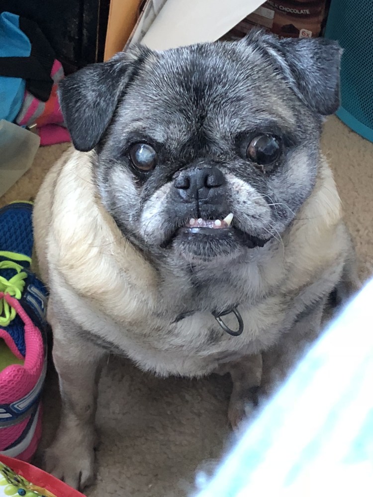 Мопс и ротвейлер