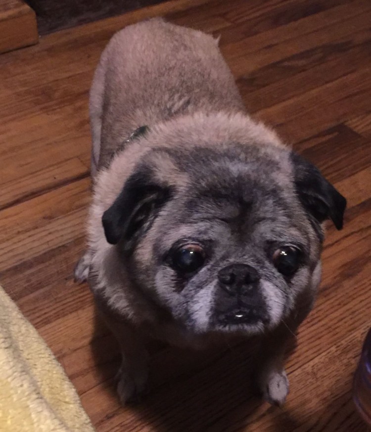 Метис пекинеса и дворняги