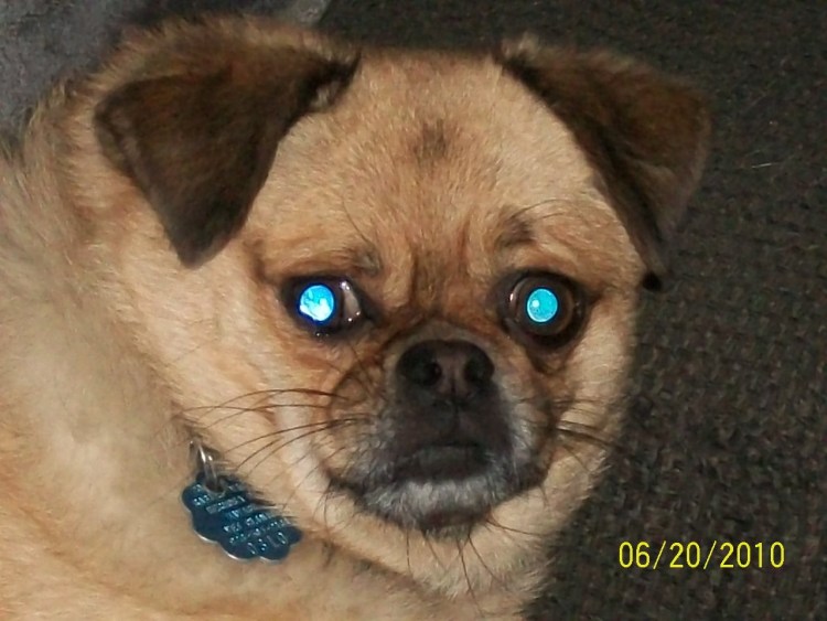 Метис МОПСА И таксы